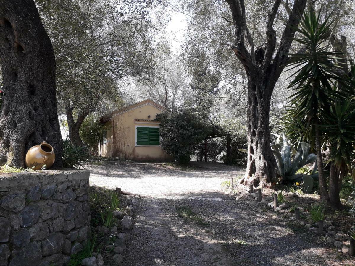 House In The Olive Garden Lejlighed Ágios Ioánnis Eksteriør billede